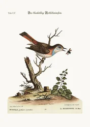 Le rougequeue à gorge bleue, 1749-73